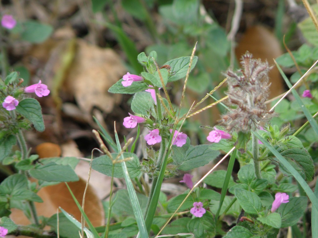 Clinopodium vulgare