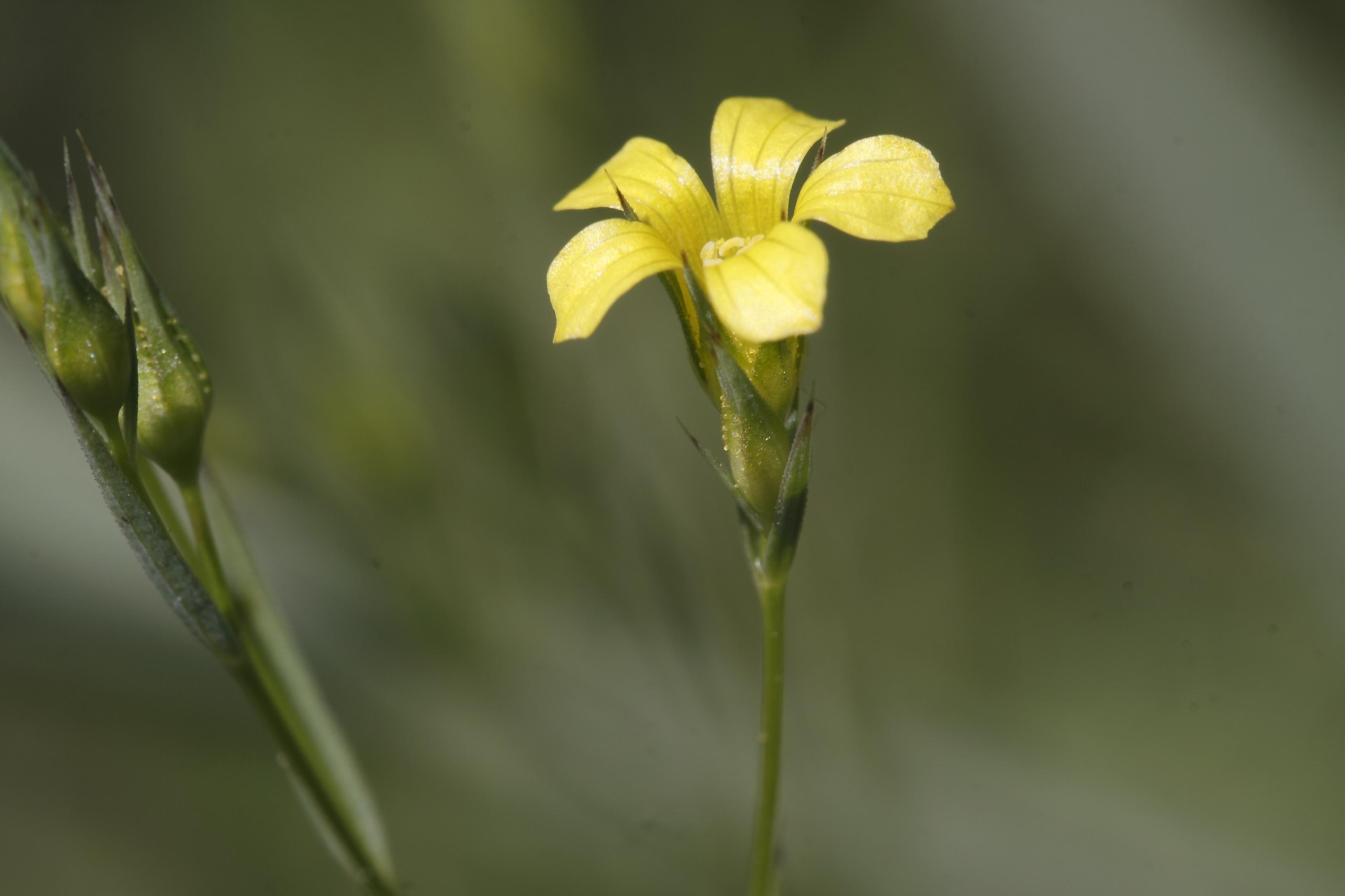 Linum trigynum / Lino spinato