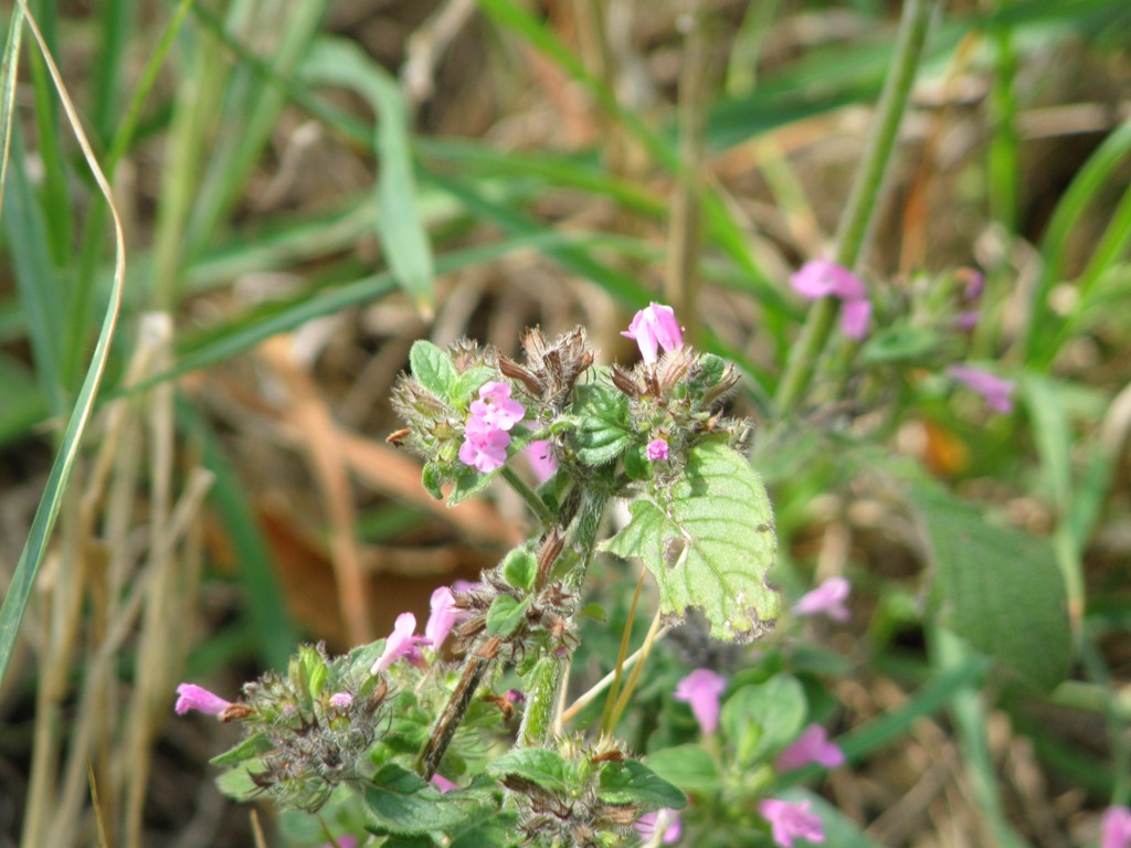 Clinopodium vulgare