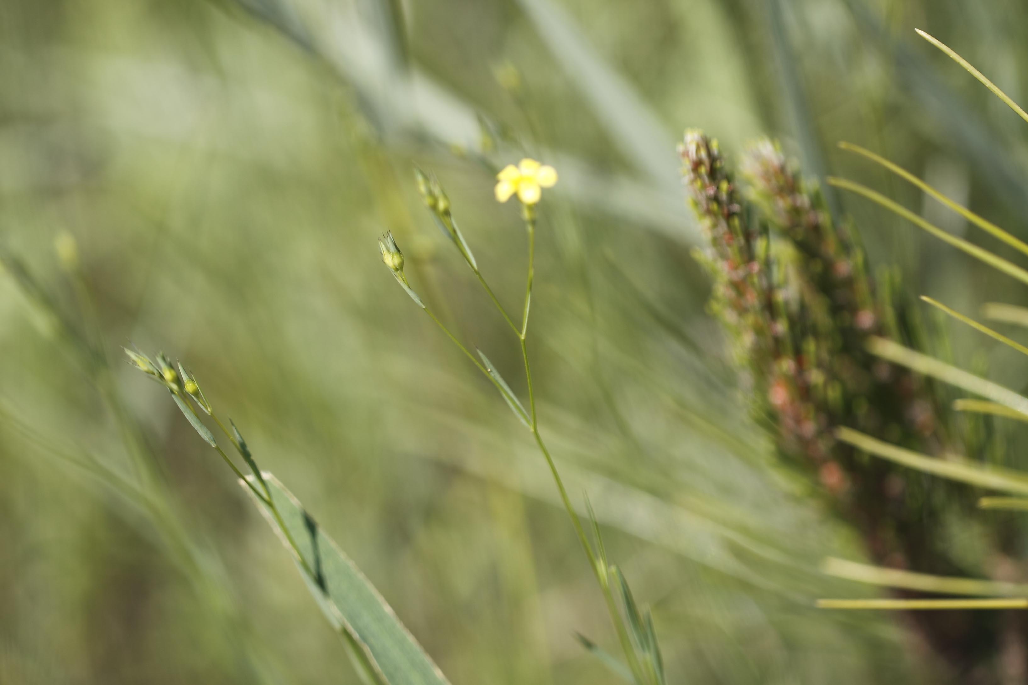 Linum trigynum / Lino spinato