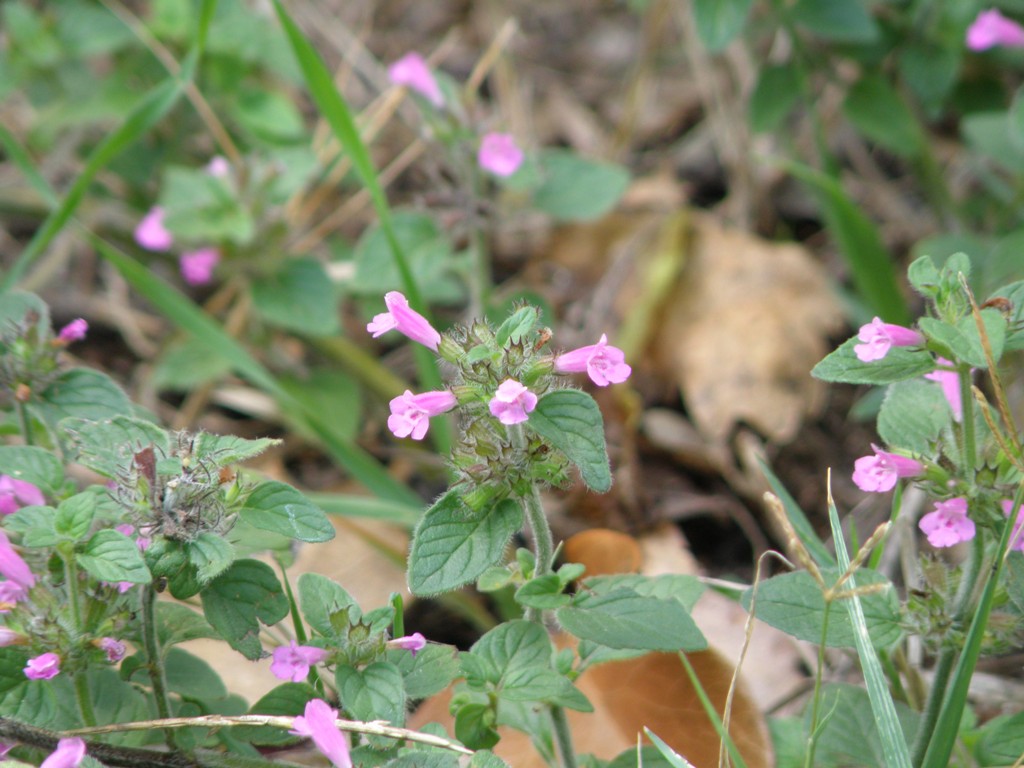 Clinopodium vulgare