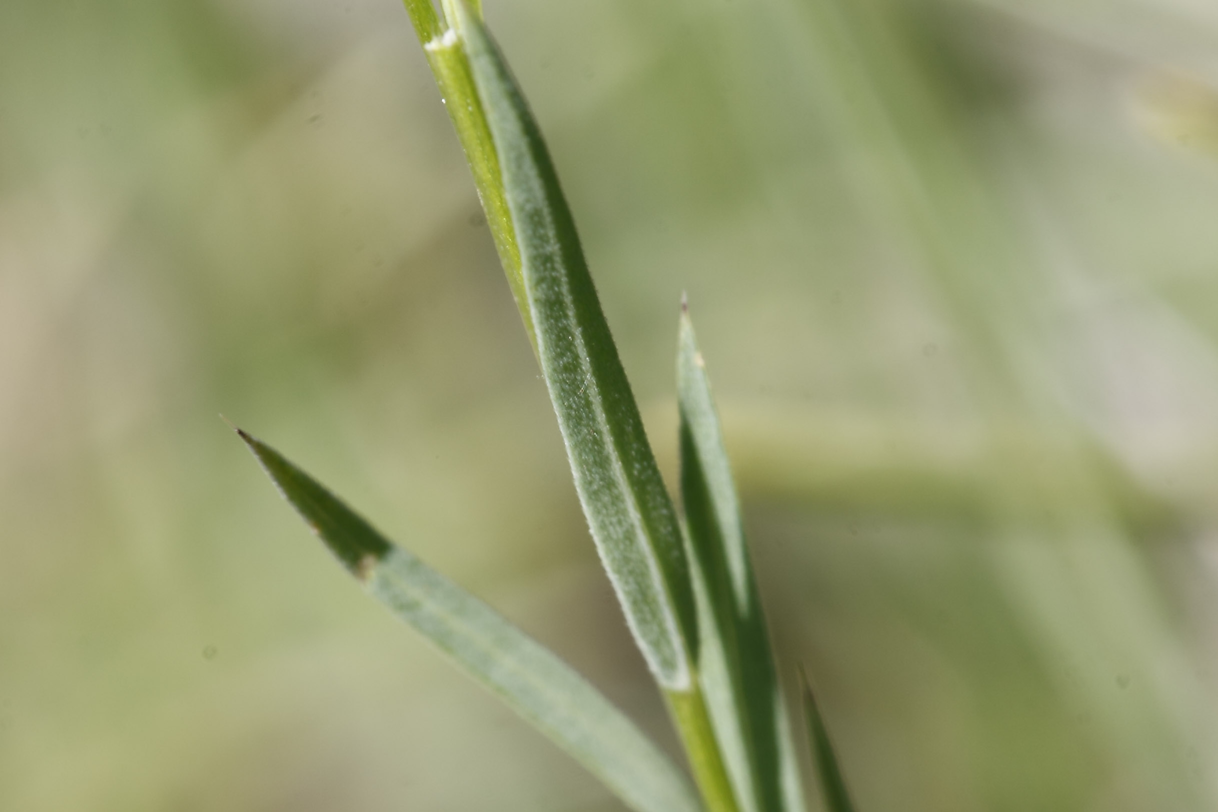 Linum trigynum / Lino spinato