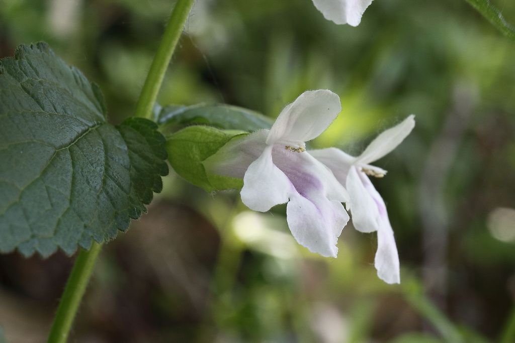 Melittis melissophyllum
