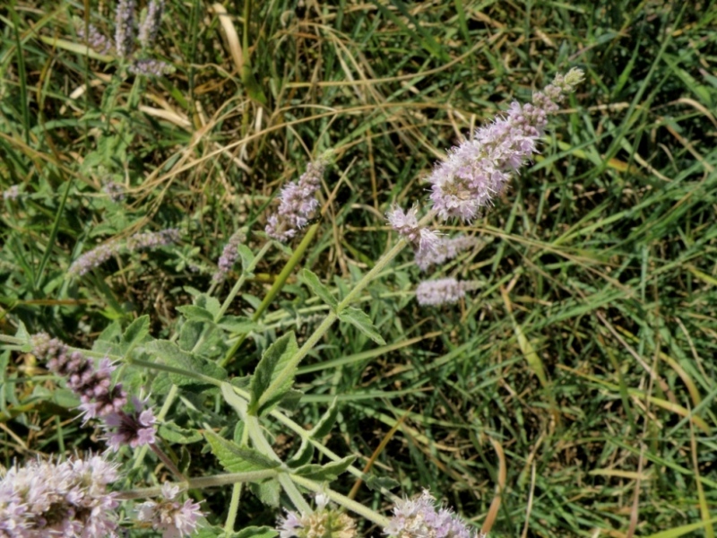 Mentha ..