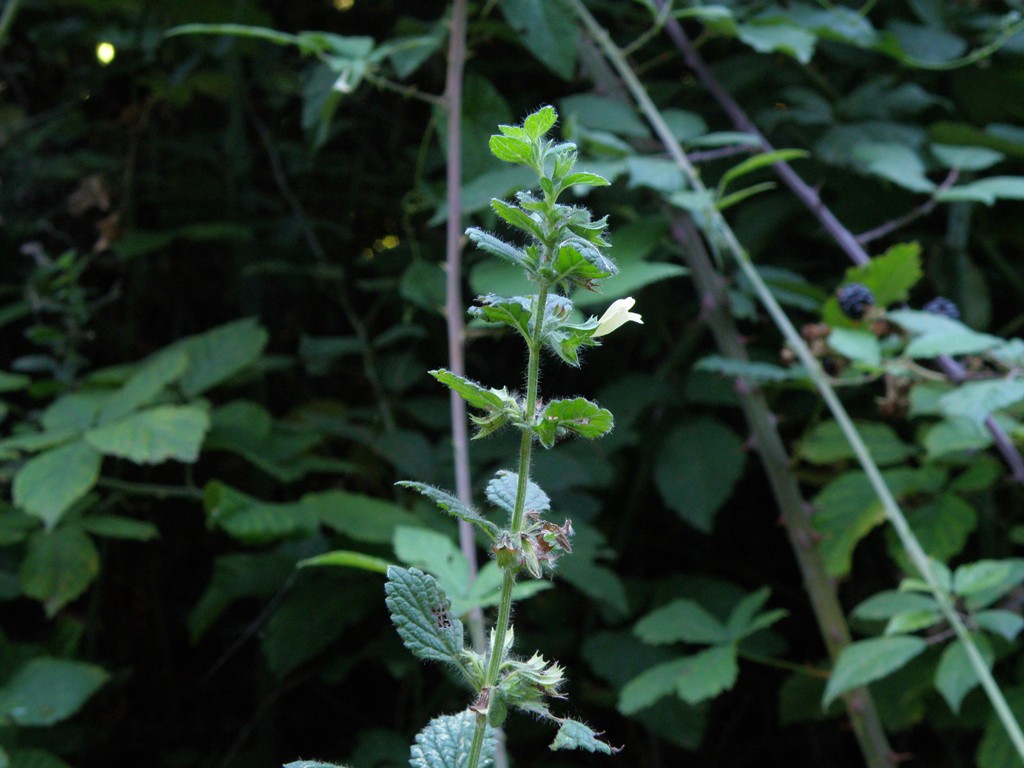 Melissa officinalis / Melissa vera