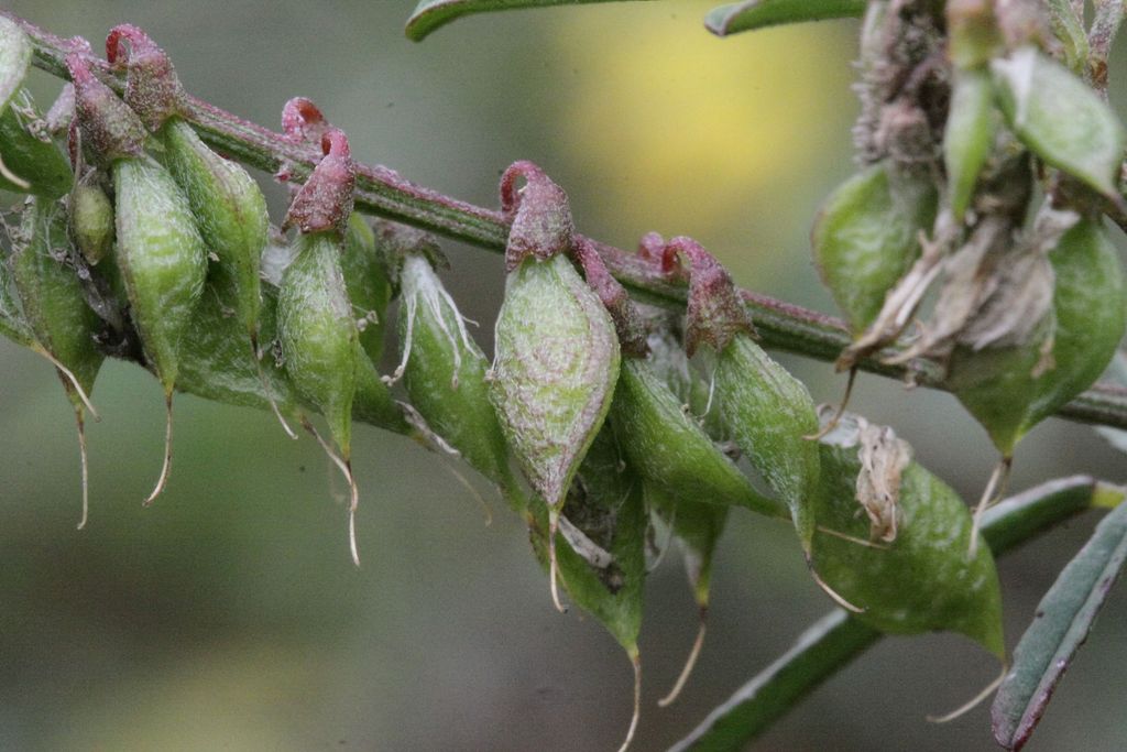 Trigonella altissima (=Melilotus altissimus) / Meliloto altissimo