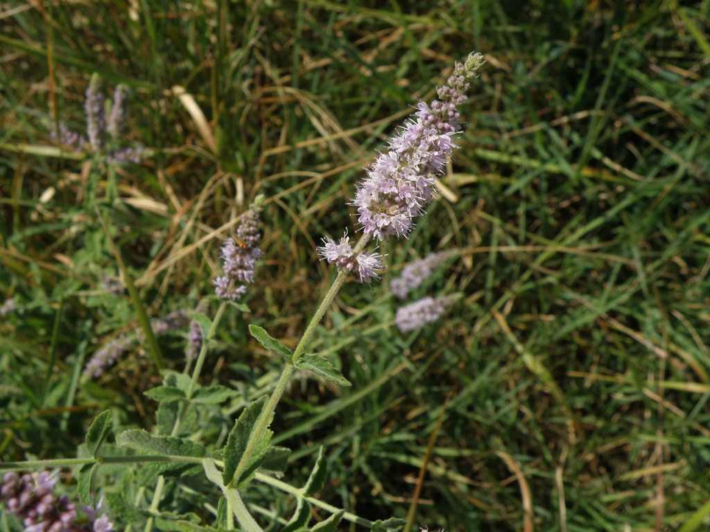 Mentha ..