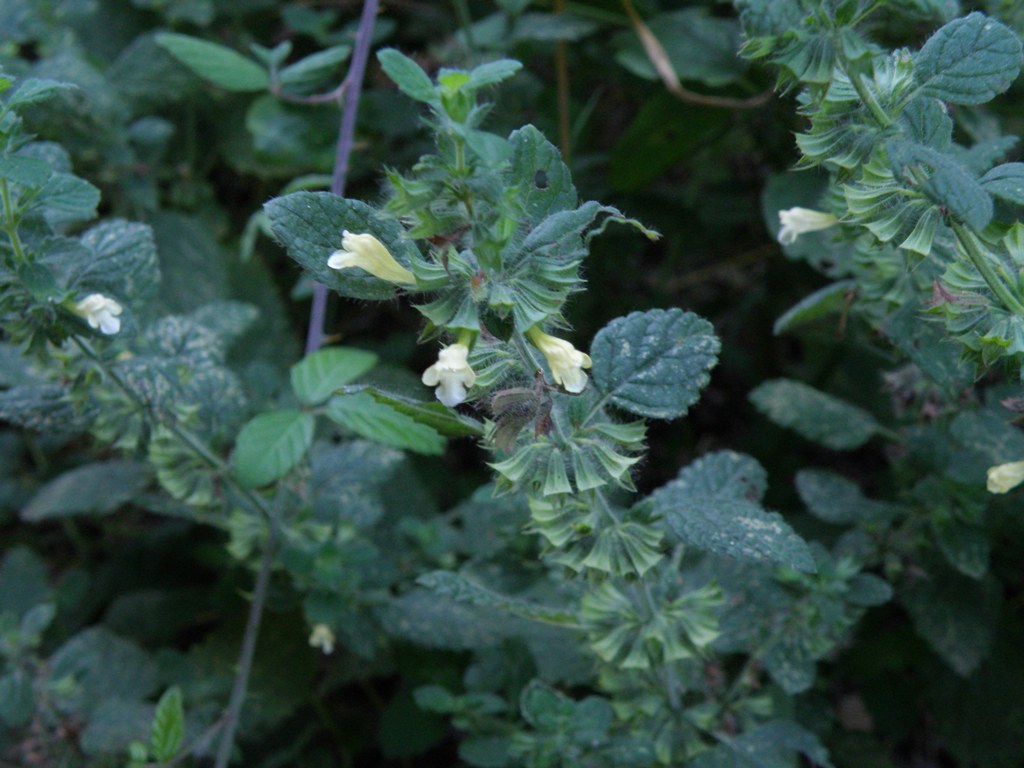 Melissa officinalis / Melissa vera