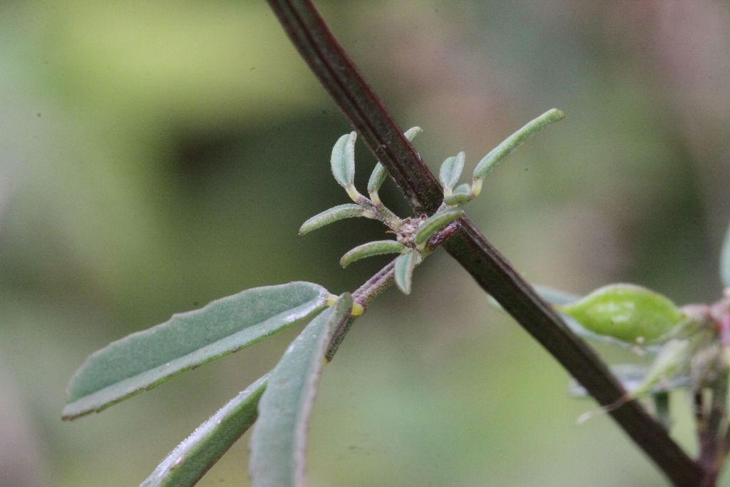 Trigonella altissima (=Melilotus altissimus) / Meliloto altissimo