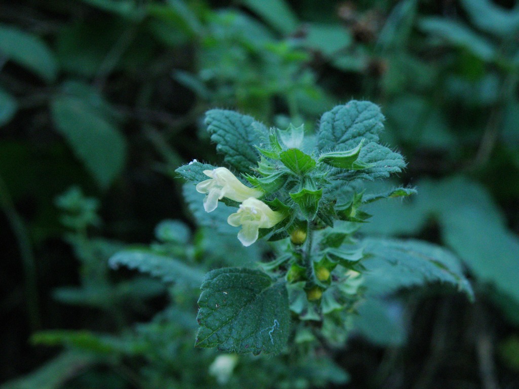 Melissa officinalis / Melissa vera