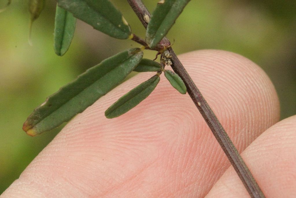 Trigonella altissima (=Melilotus altissimus) / Meliloto altissimo