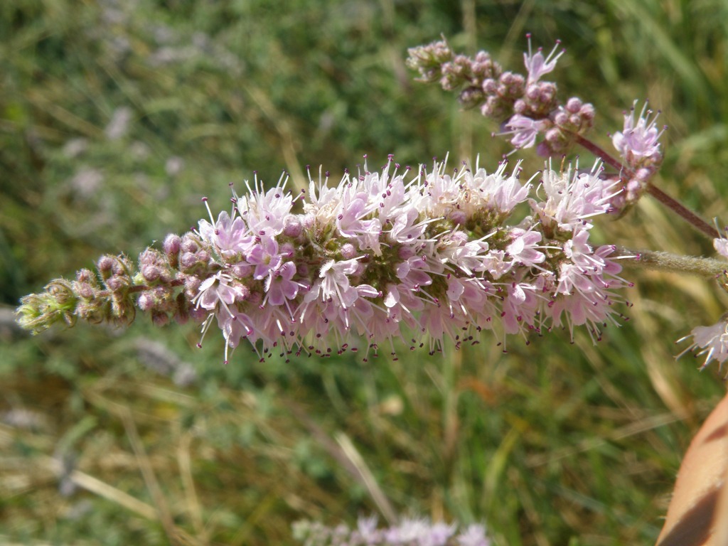 Mentha ..