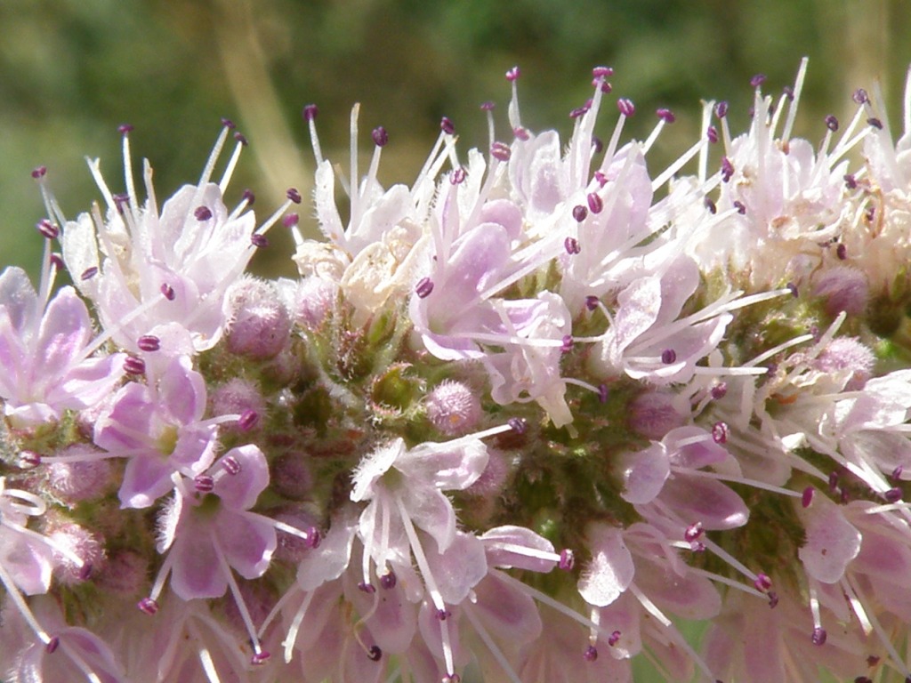 Mentha ..