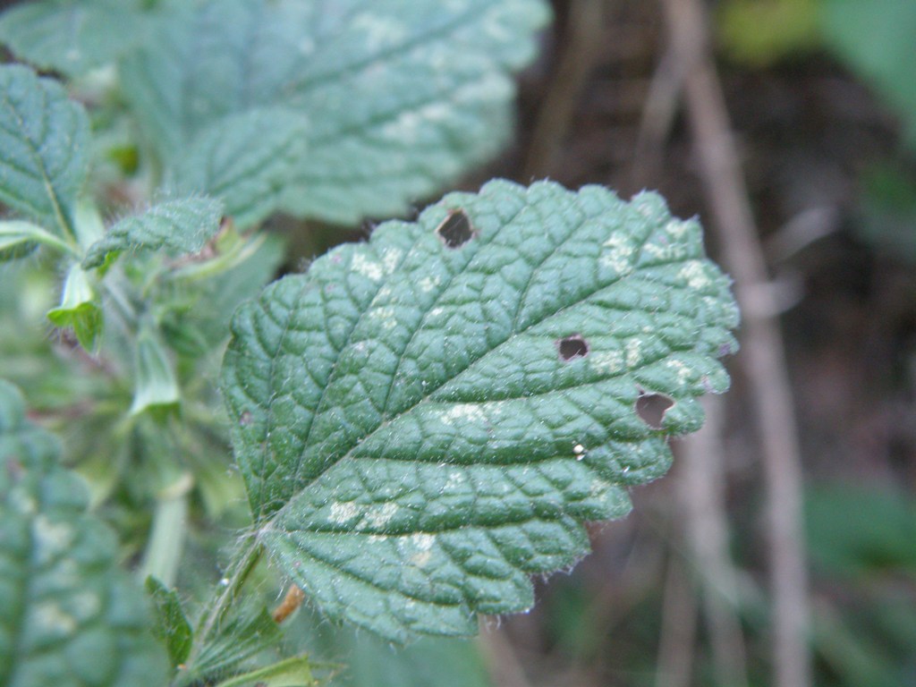 Melissa officinalis / Melissa vera