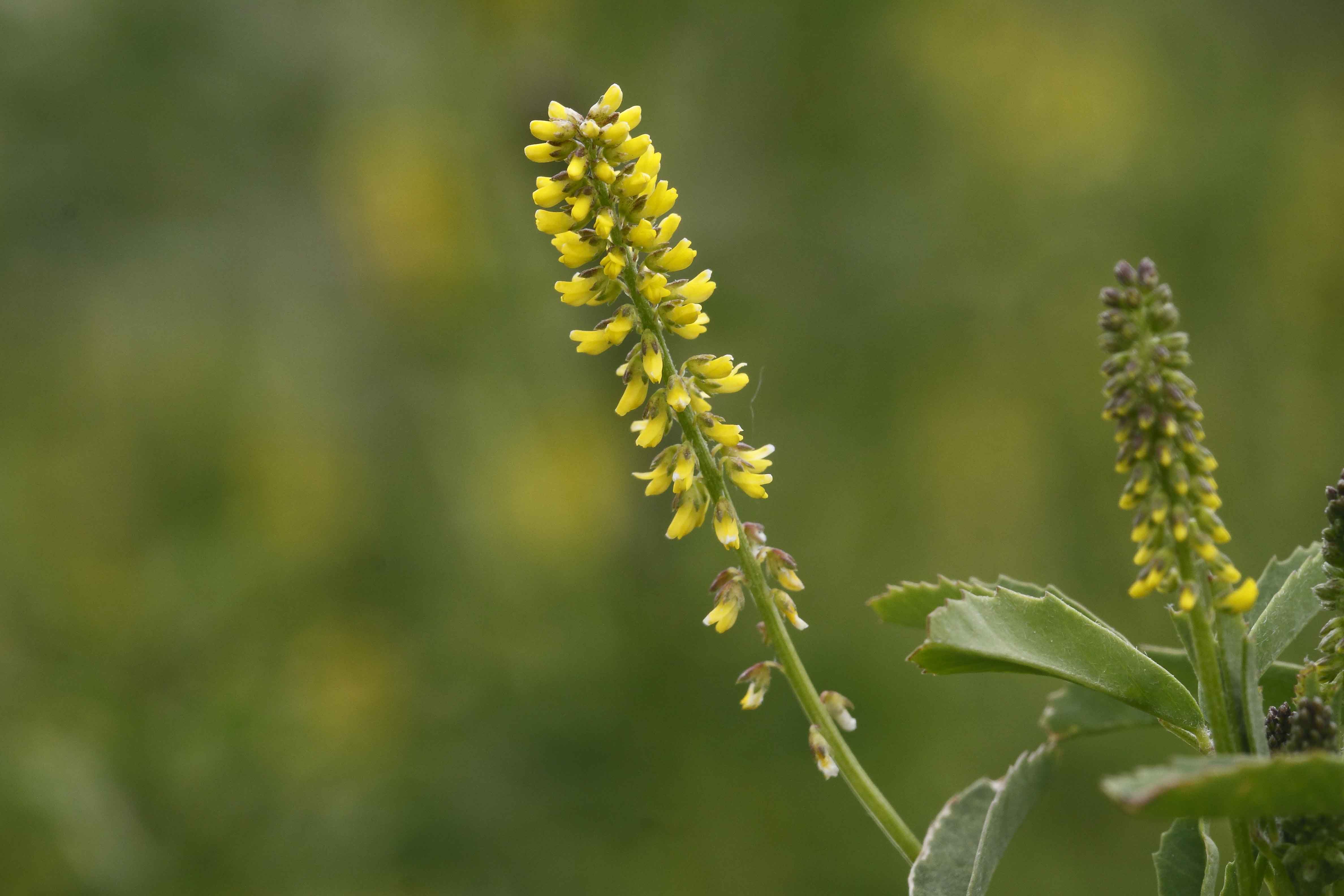 Leguminosa ...- Melilotus indicus (L.) All.