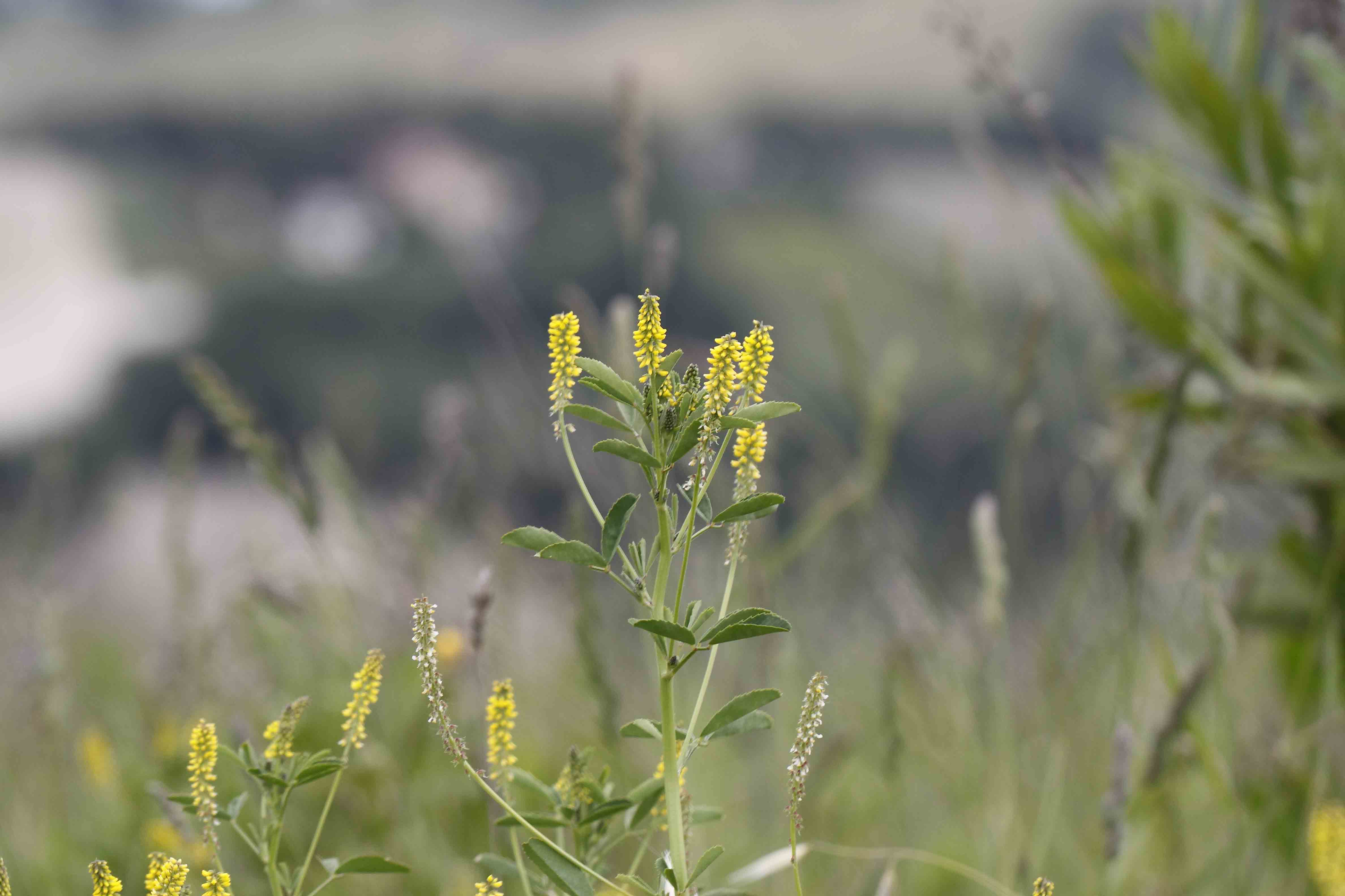Leguminosa ...- Melilotus indicus (L.) All.
