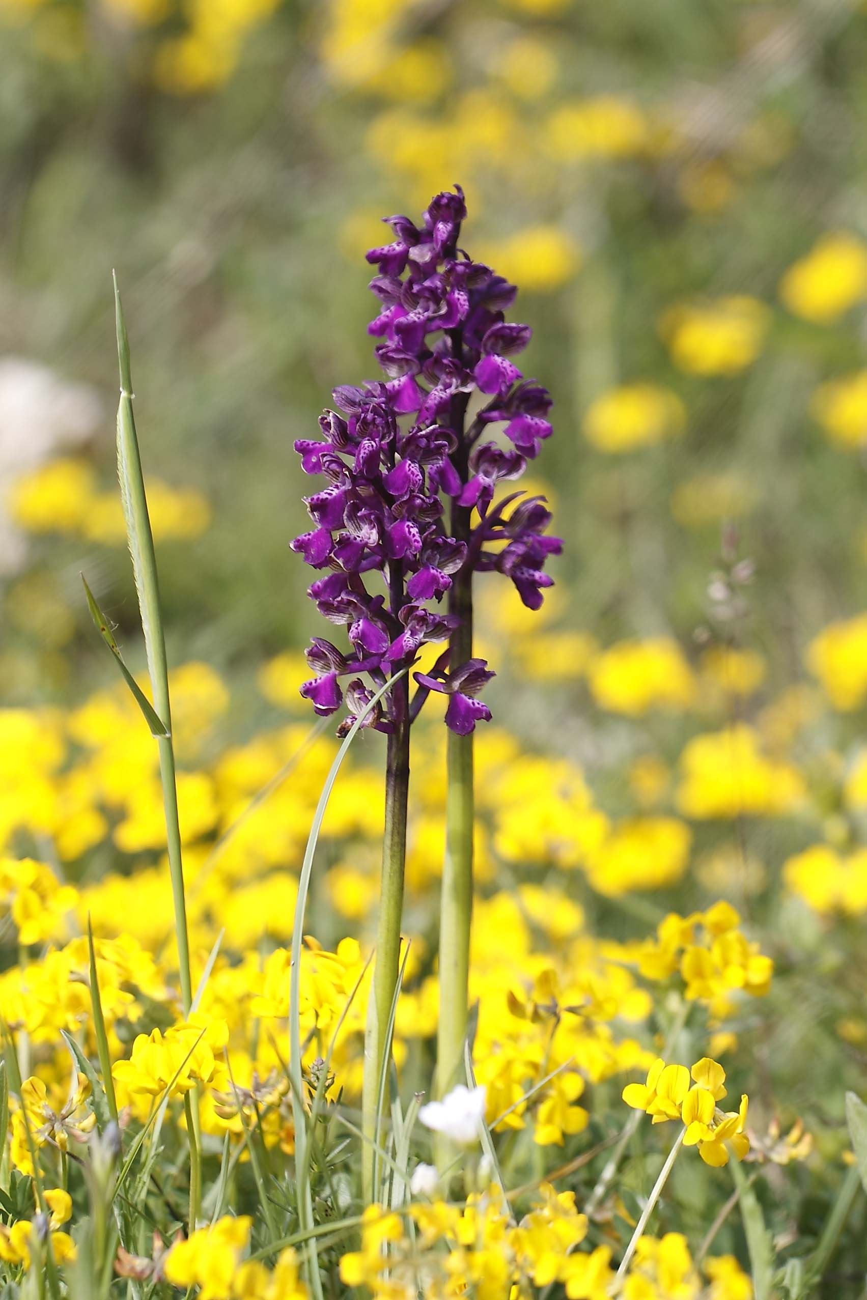Orchis ...