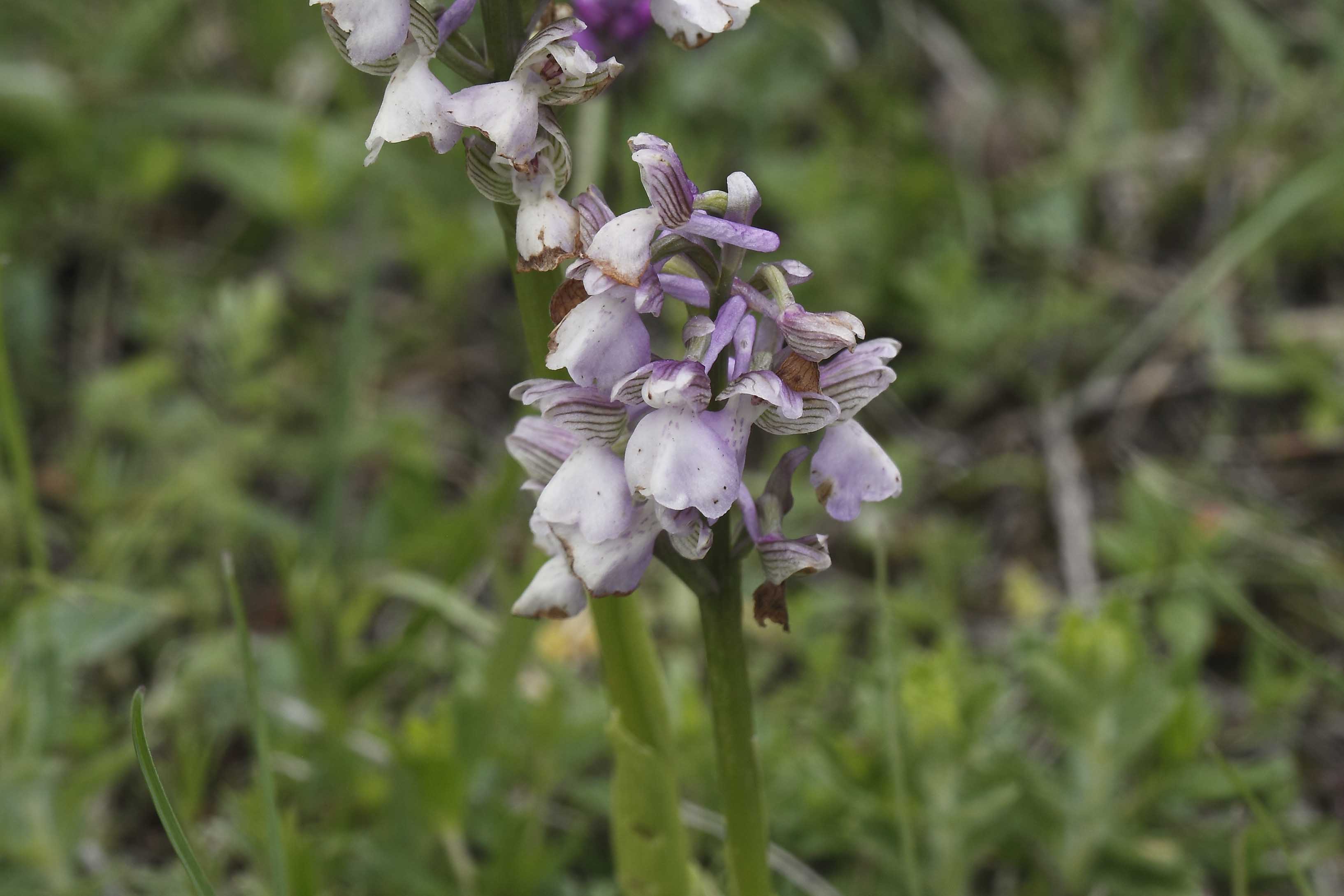 Orchis ...