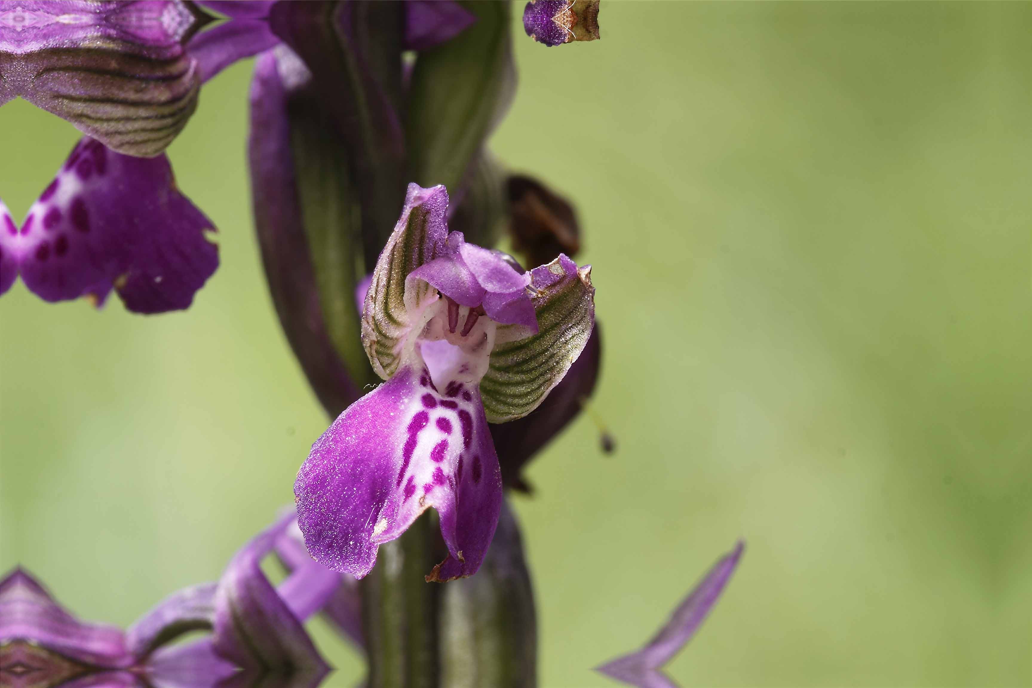 Orchis ...