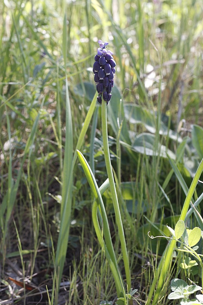 Muscari neglectum