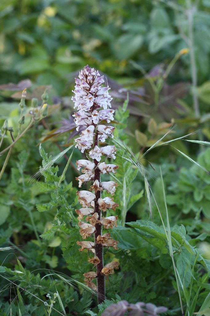 Orobanche sp. ?