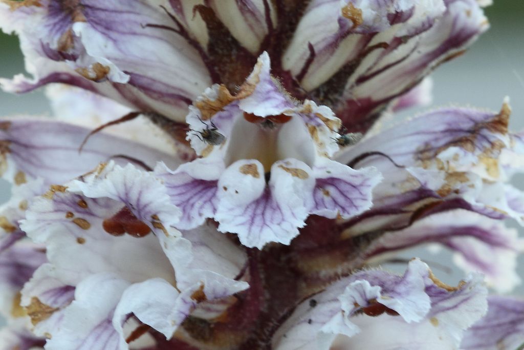 Orobanche sp. ?