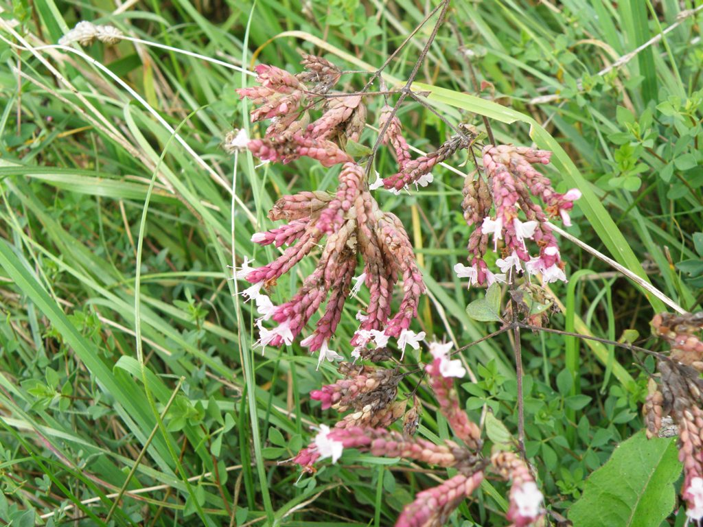 Origanum