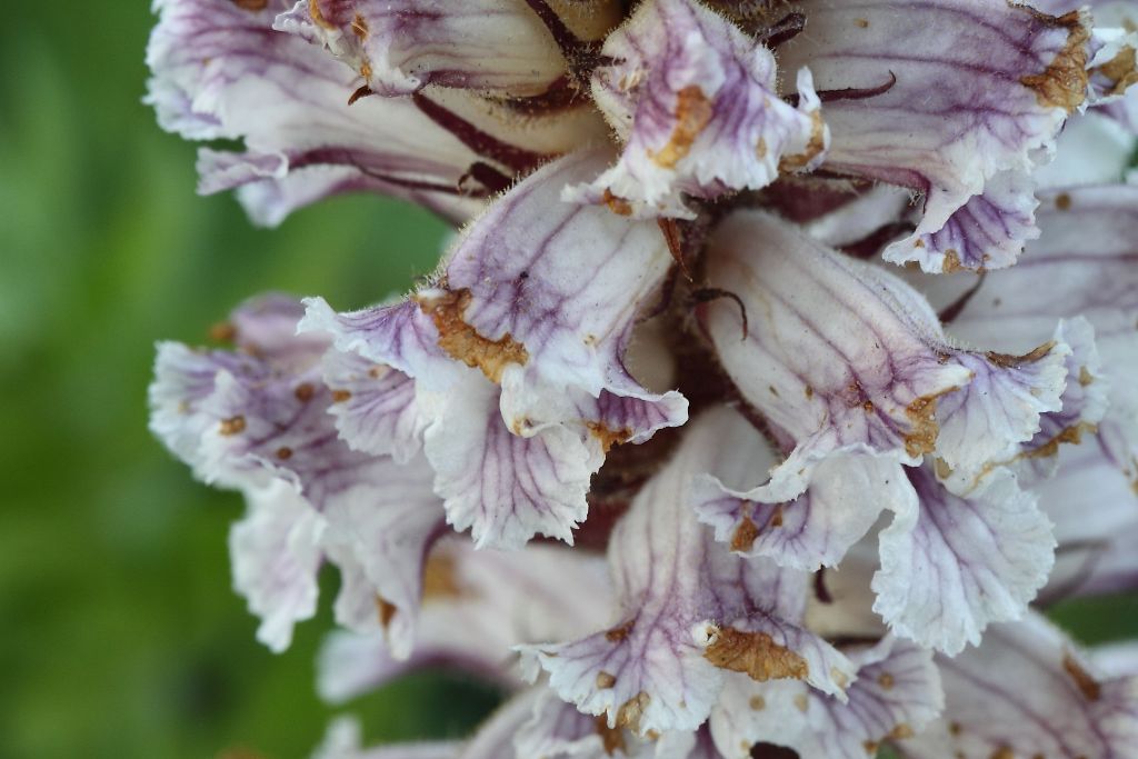 Orobanche sp. ?