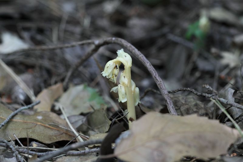 Monotropa hypopitys