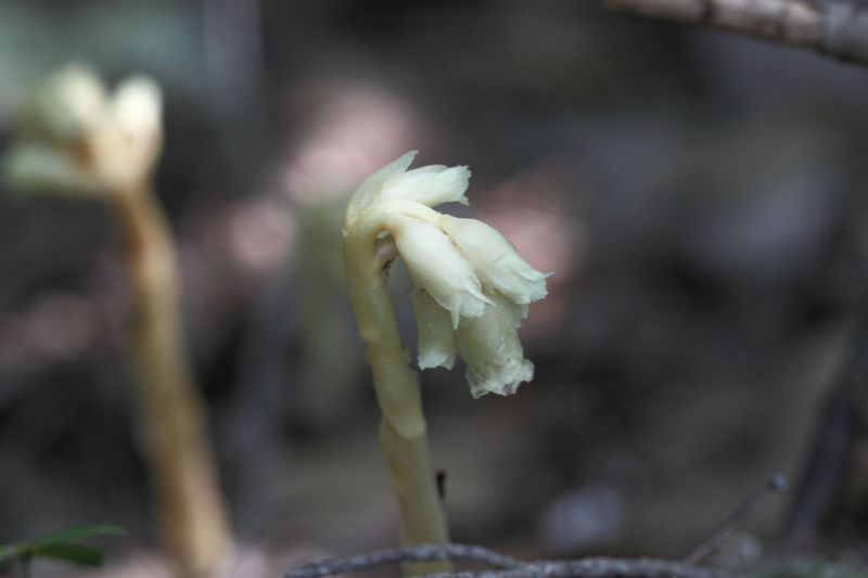 Monotropa hypopitys