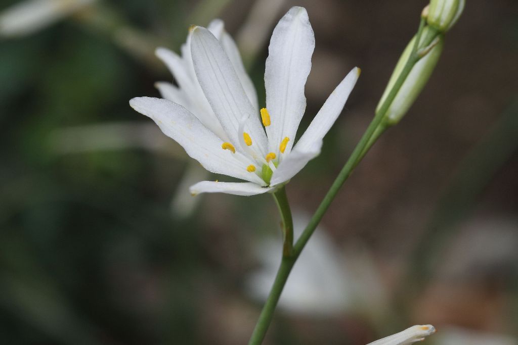 Anthericum liliago
