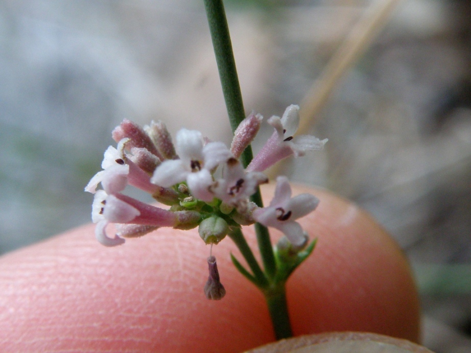 Asperula cynanchica