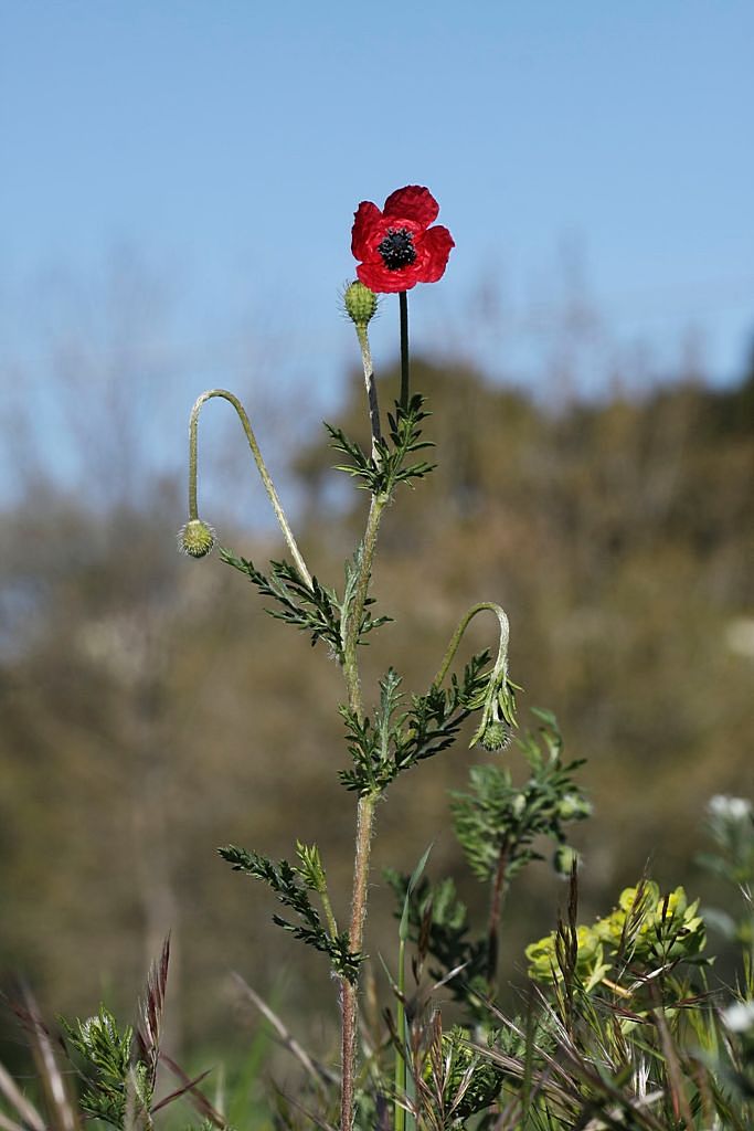 Papaver hybridum / Papavero spinoso