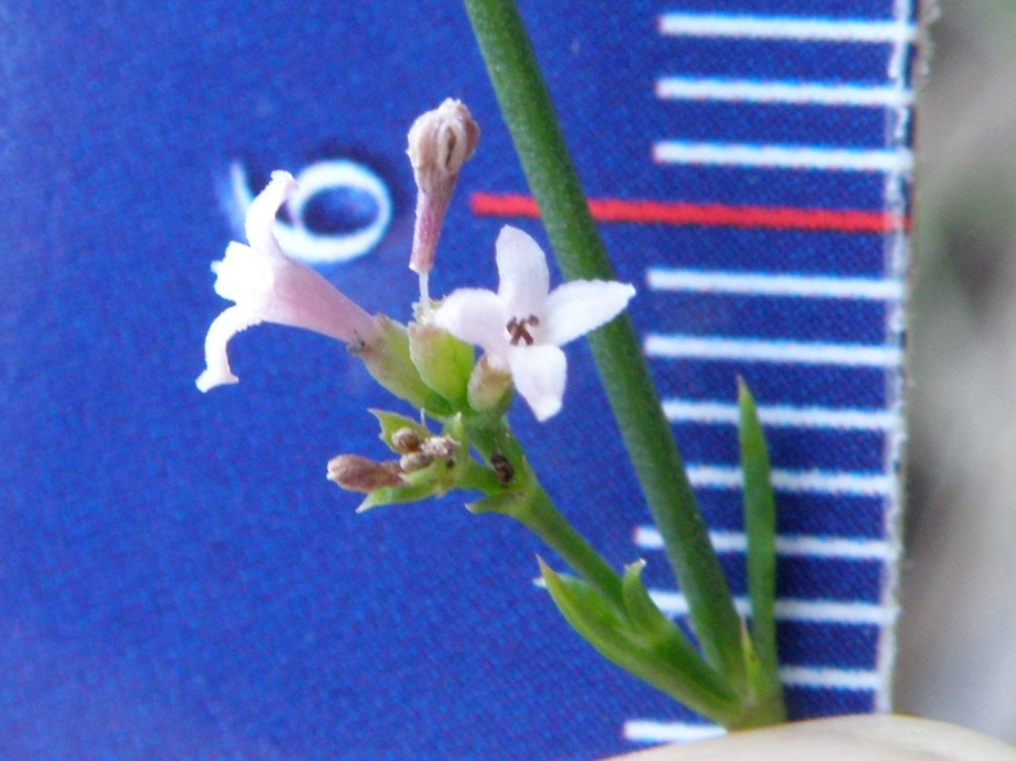 Asperula cynanchica
