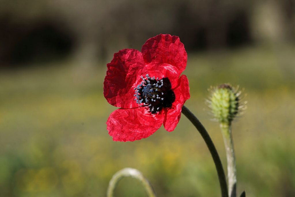 Papaver hybridum / Papavero spinoso