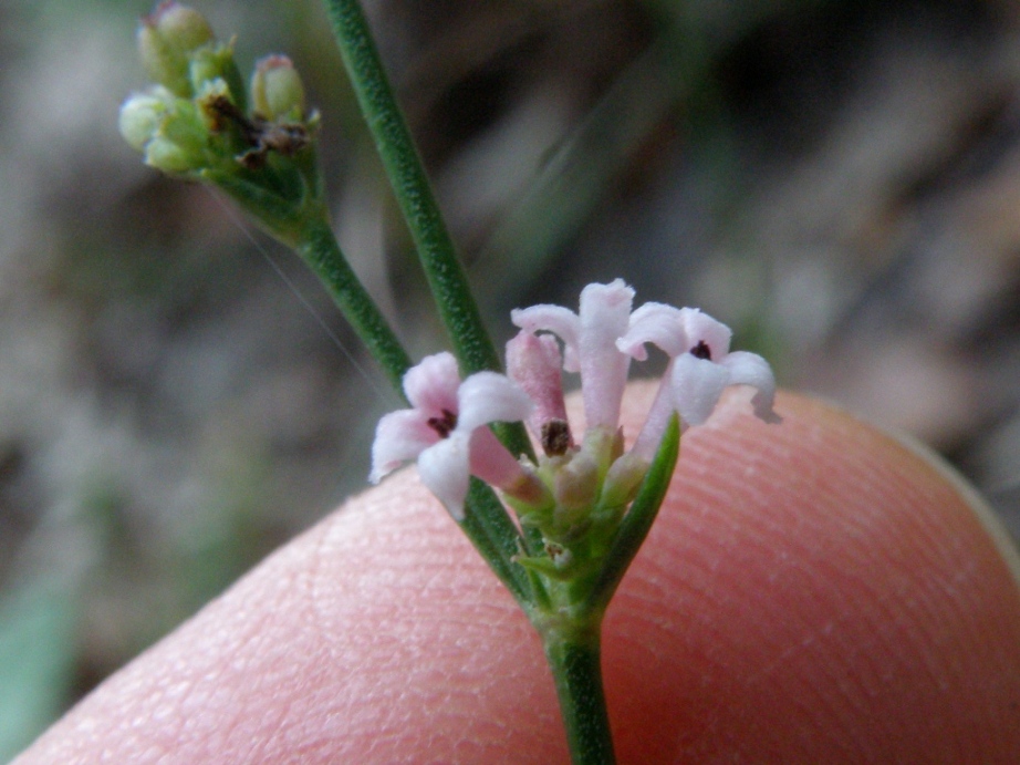 Asperula cynanchica