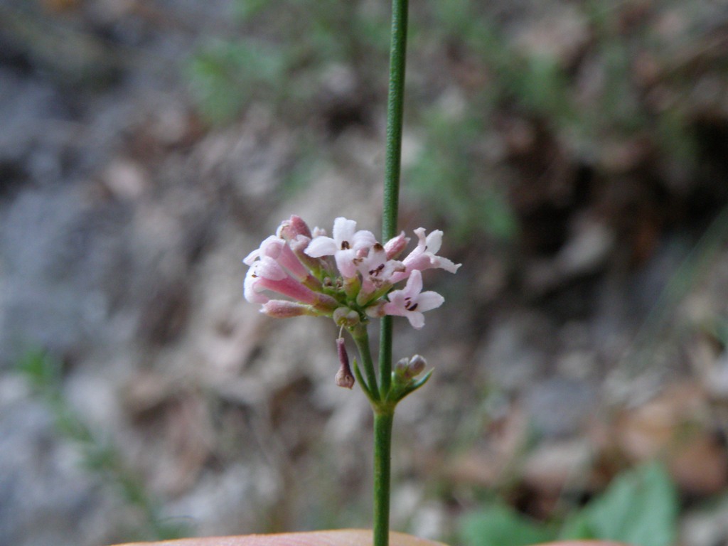 Asperula cynanchica