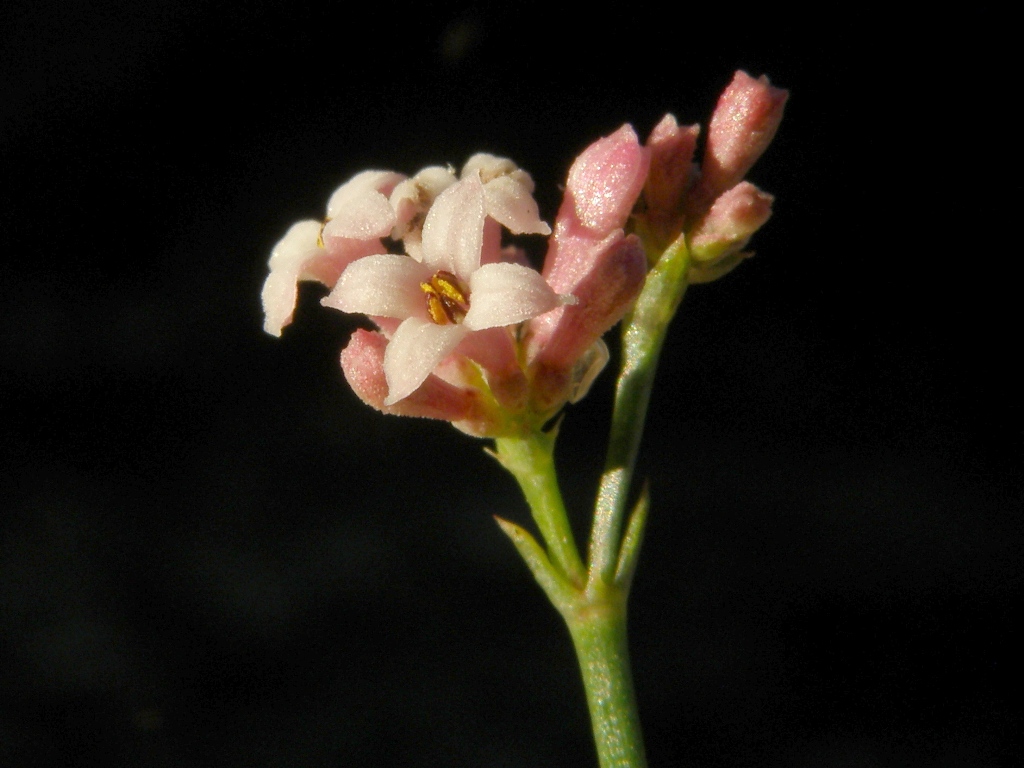 Asperula cynanchica