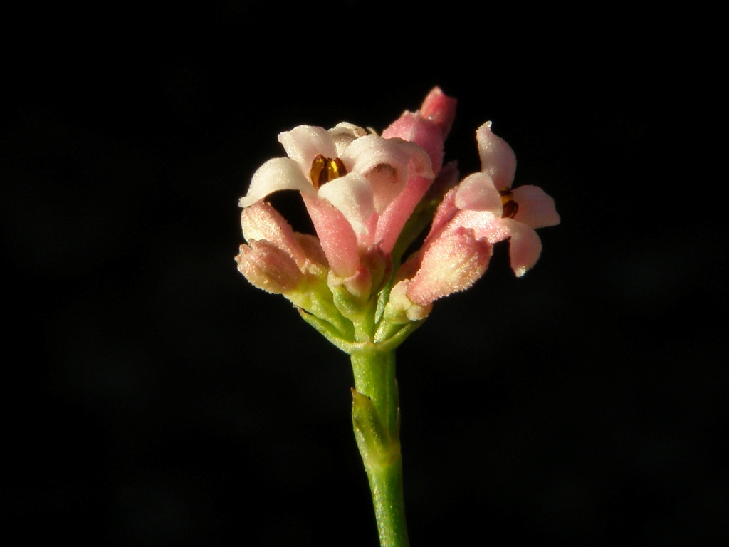 Asperula cynanchica