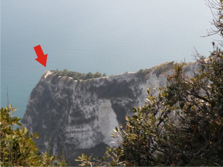 Da determinare 2 - Sedum ochroleucum ?