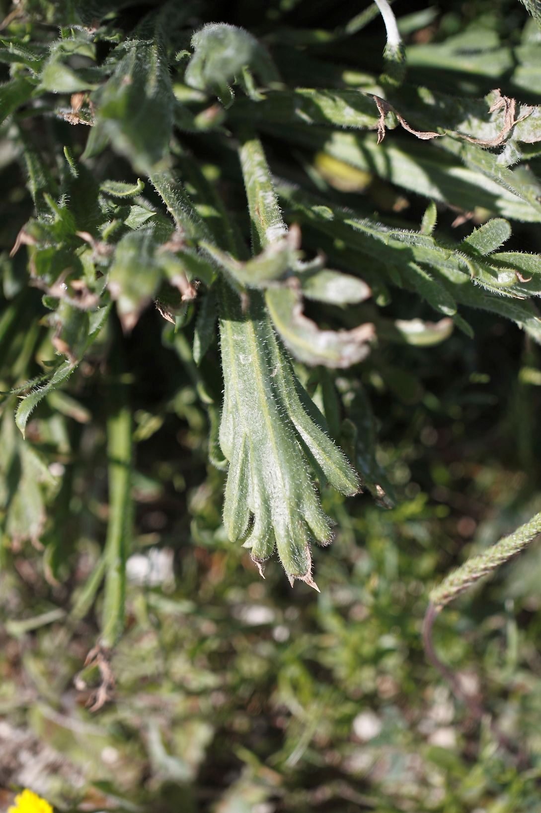 Plantago ..