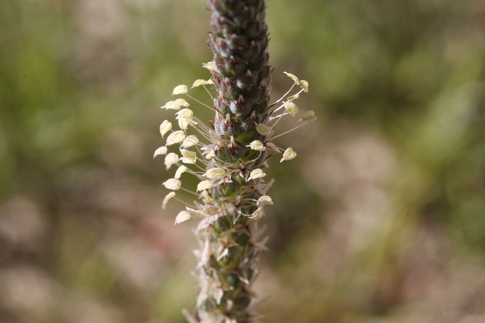 Plantago ..