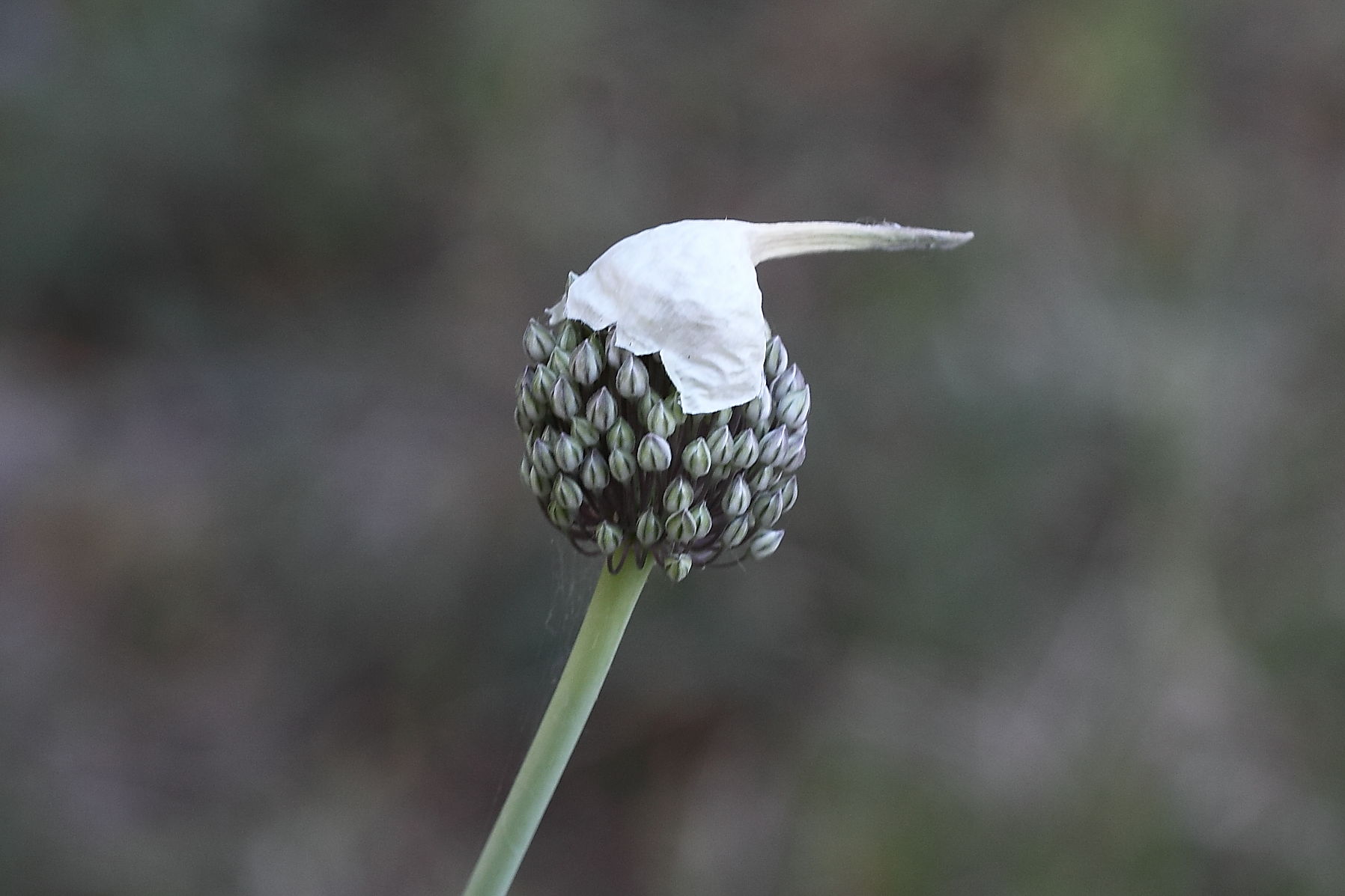 Allium pulcinellum