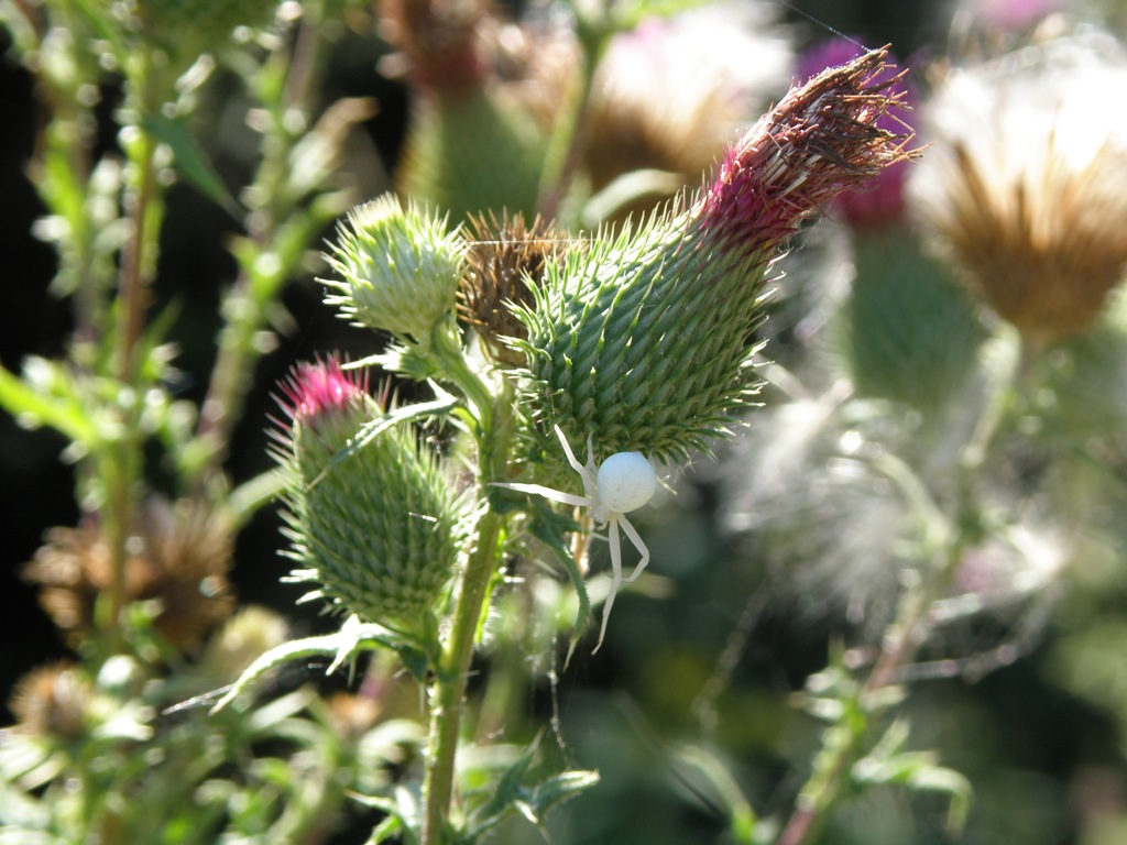 Misumena vatia
