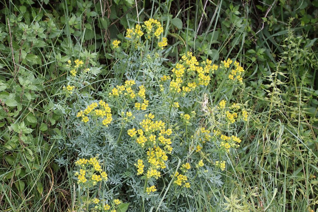 Ruta chalepensis / Ruta frangiata