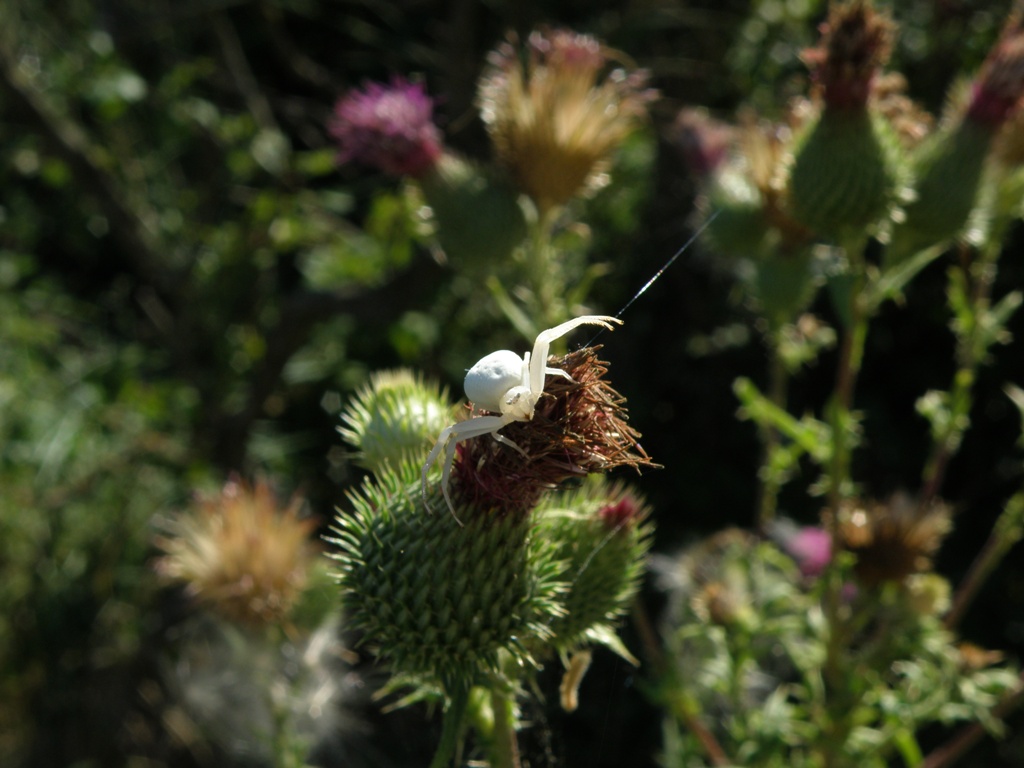 Misumena vatia