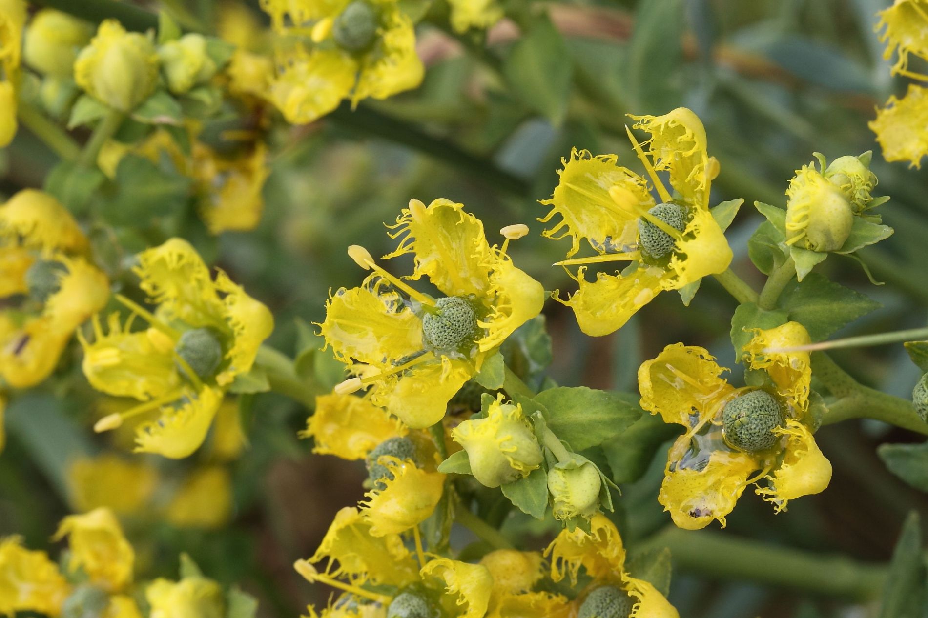 Ruta chalepensis / Ruta frangiata