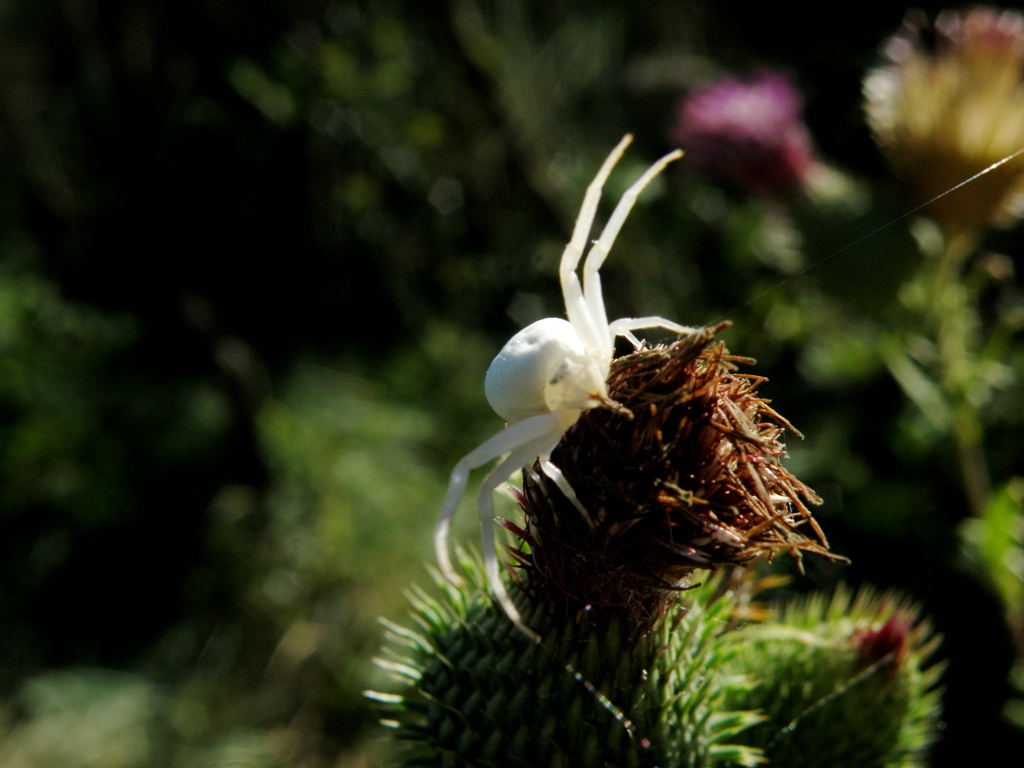 Misumena vatia