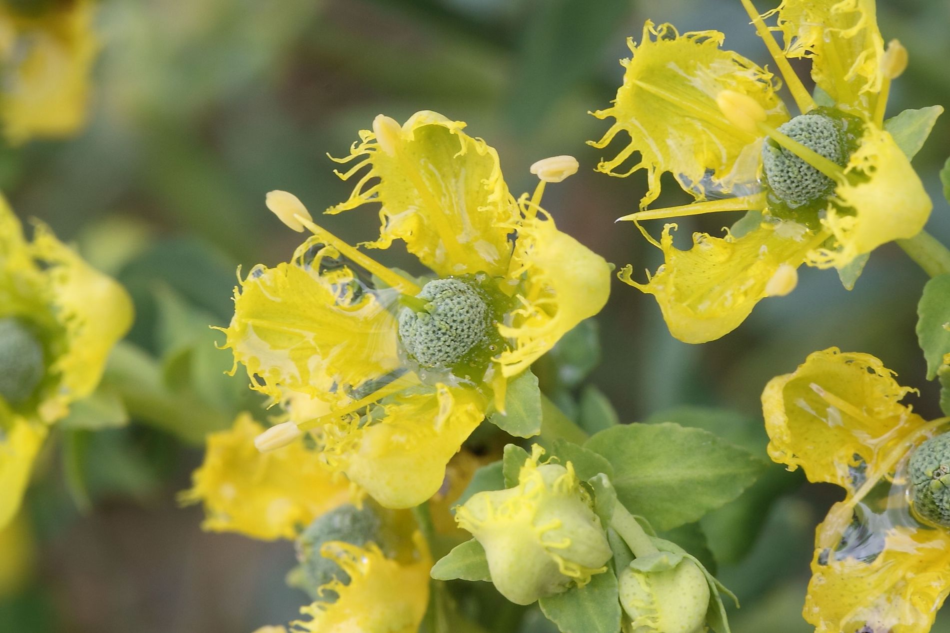 Ruta chalepensis / Ruta frangiata