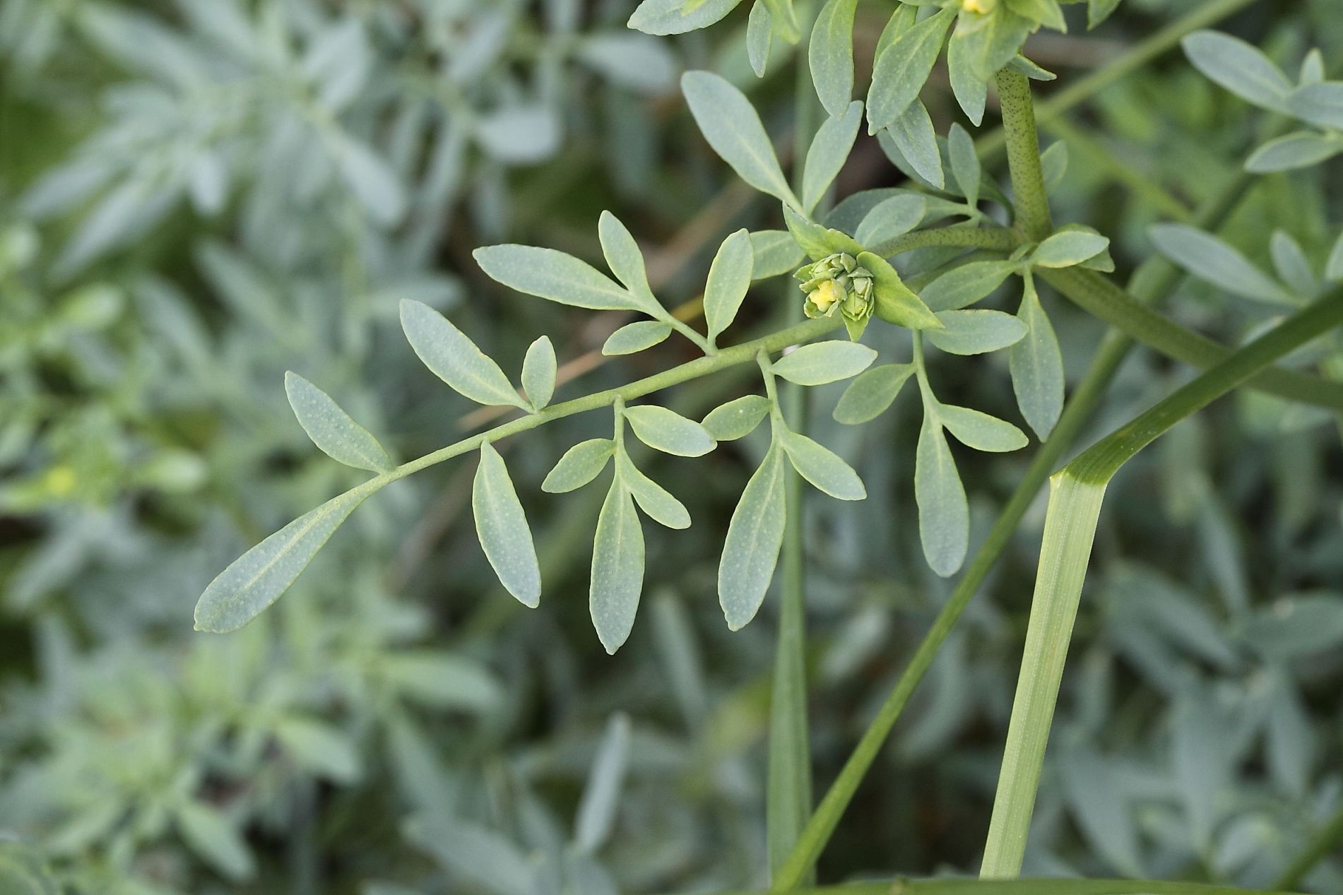 Ruta chalepensis / Ruta frangiata
